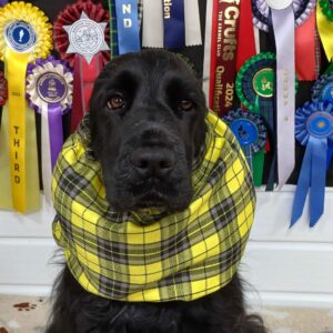 snood for cocker spaniel