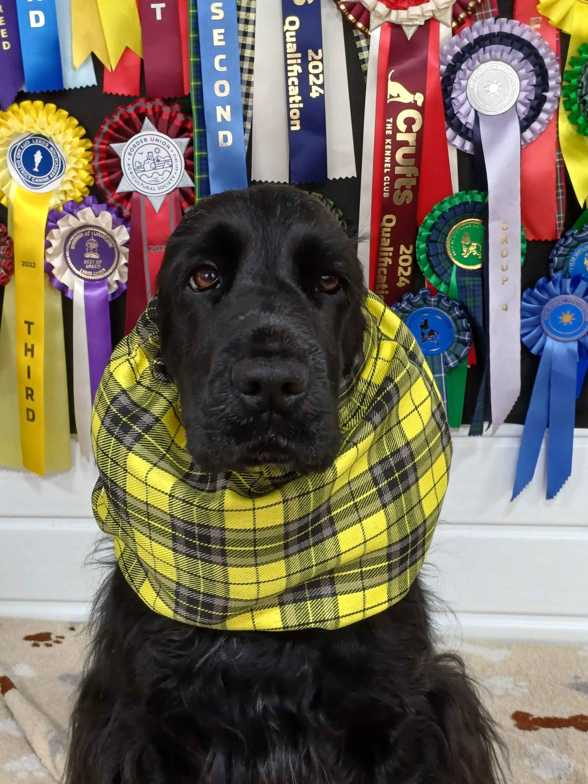 snood for cocker spaniel